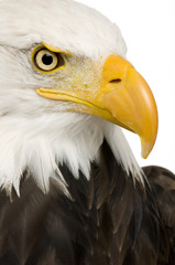 Obraz premium Bald Eagle (22 years) - Haliaeetus leucocephalus