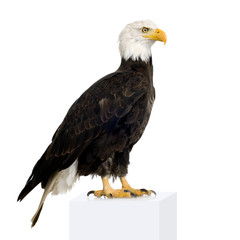 Bald Eagle (22 years) - Haliaeetus leucocephalus