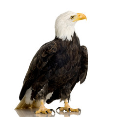 Bald Eagle (22 years) - Haliaeetus leucocephalus