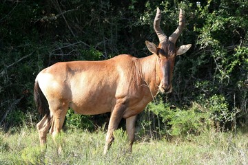 Red Hartebeest antelope from Africa