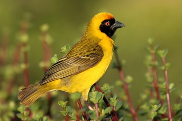 A pretty yellow masked weaver bird on a spekboom bush