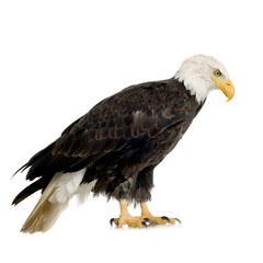 Bald Eagle (22 years) - Haliaeetus leucocephalus