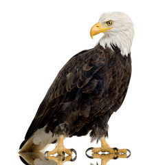 Bald Eagle (22 years) - Haliaeetus leucocephalus