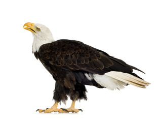 Bald Eagle (22 years) - Haliaeetus leucocephalus