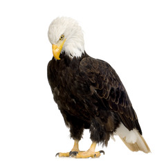 Obraz premium Bald Eagle (22 years) - Haliaeetus leucocephalus