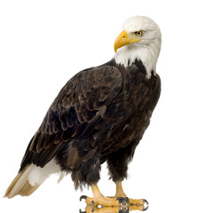 Bald Eagle (22 years) - Haliaeetus leucocephalus