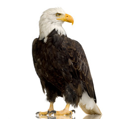 Bald Eagle (22 years) - Haliaeetus leucocephalus