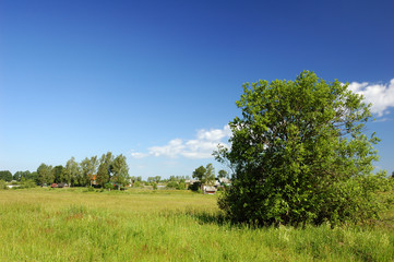 Fototapeta premium Canicular day, Field. Blue sky white clouds.