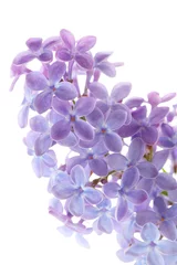 Foto op Canvas Common lilac flower detail (Syringa vulgaris) © Stocksnapper