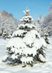 winter snow covered fir tree in city park