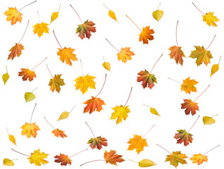 A lot of autumn maple and birch leafs set isolated on white 