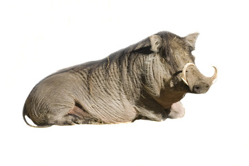 An African Wart Hog  resting isolated on white