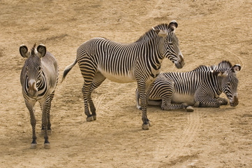 Fototapeta na wymiar group of Grevy's Zebra