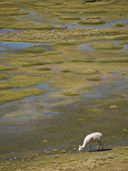 Alpacas pasture on the Andes grassland in Peru