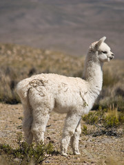 Alpacas pasture on the Andes grassland in Peru