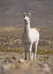Alpacas pasture on the Andes grassland in Peru
