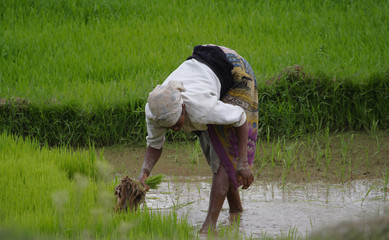Women planting rice into the paddy fields of Madagascar