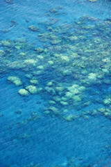 Hawaiian coral reef.