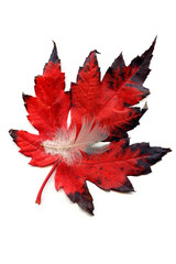 Autumn Leaf cradles Feather