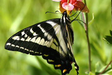 Swallowtail Butterfly