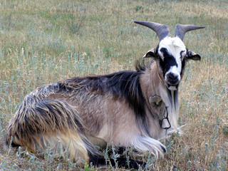 Goat on the grass