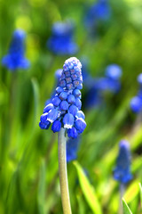 Hyacinth