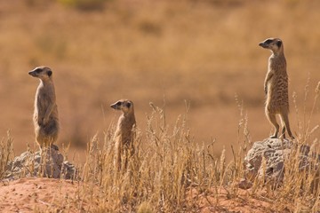 Suricates (Suricata suricata)