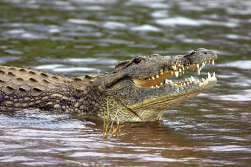 Nile Crocodile (Crocodylus niloticus)