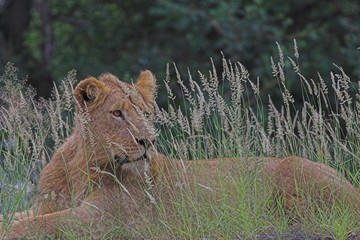 Young Lion (Panthera  leo) lying in long grass