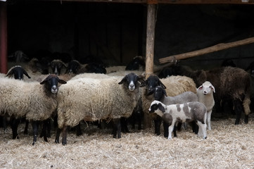 Lambs