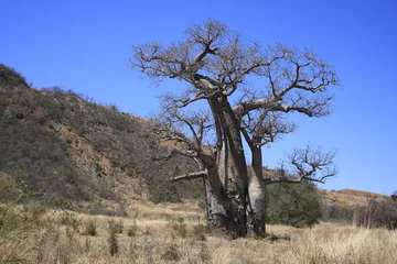 Tableaux ronds sur aluminium brossé Baobab baobab près de Tuléar