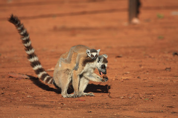 Ring Tailed Lemurs and their babies  © Gail Johnson