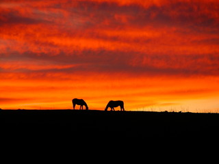 cavalli al tramonto