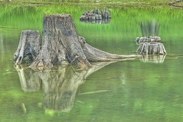 Forgotten trunks in quiet waters, Alder Washington.