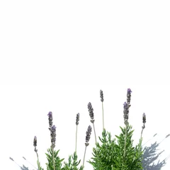 Keuken foto achterwand Lavendel lavendel