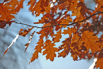 Autumn Leaves in Annapolis