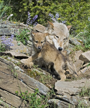 Gray wolf with her cub at den site