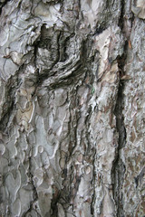Texture of Tree Bark
