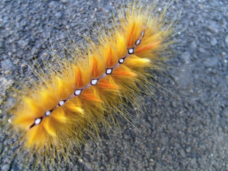 small red hairy carterpillar