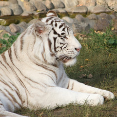 White tiger.