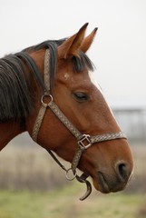 Obraz premium cheval