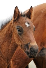 cheval