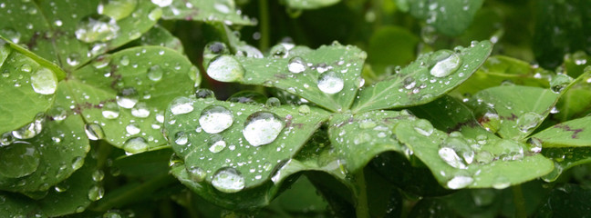 fresh and big water drops on the green leaves