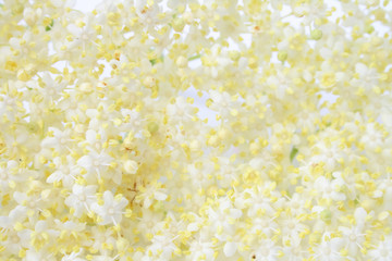 flower background