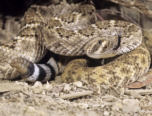 Western diamondback rattlesnake