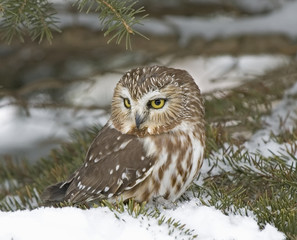 Northern saw-whet owl sheltering in fir tree.