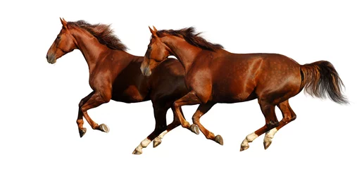 Fotobehang Paardrijden gallop horses