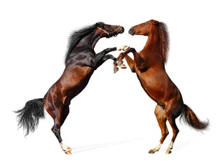 Abwaschbare Fototapete Reiten Fight of horses