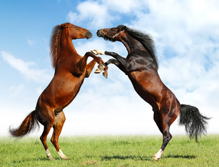 fight of horses