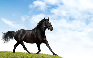 black horse trots
